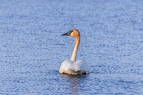 Trumpeter swan at Ninepipe National Wildlife Refuge near Ronan, Montana, USA. Art Print